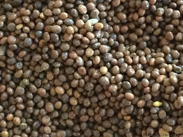 百脈根種子圖片 百脈根種子圖片