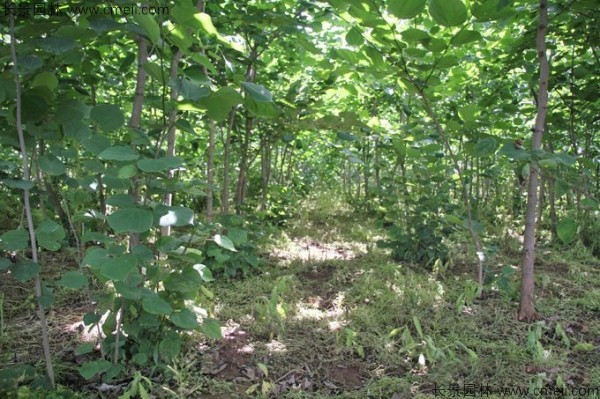 巨紫荊種子發(fā)芽出苗開(kāi)花圖片