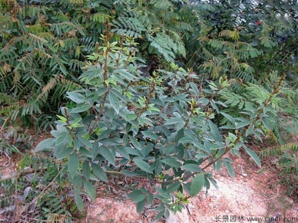 木豆種子發(fā)芽出苗開花圖片