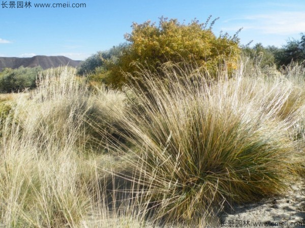 芨芨草種子發(fā)芽出苗圖片