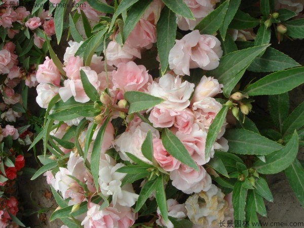 指甲花種子發(fā)芽出苗開(kāi)花圖片