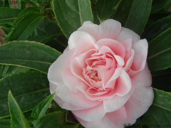 指甲花種子發(fā)芽出苗開(kāi)花圖片