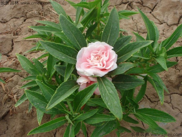 指甲花種子發(fā)芽出苗開(kāi)花圖片