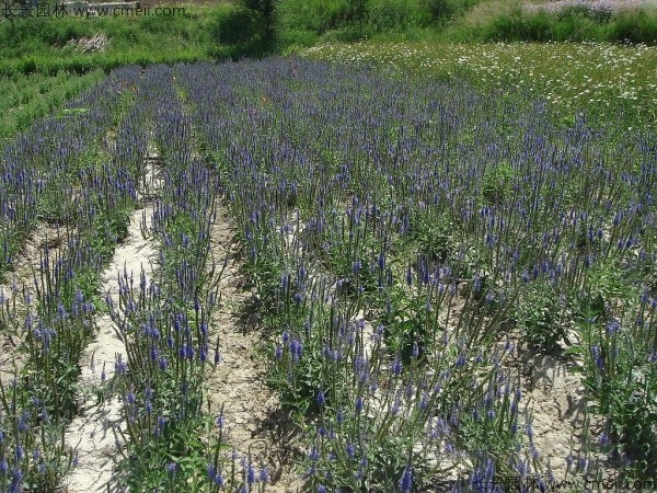 加拿大美女櫻 加拿大美女櫻