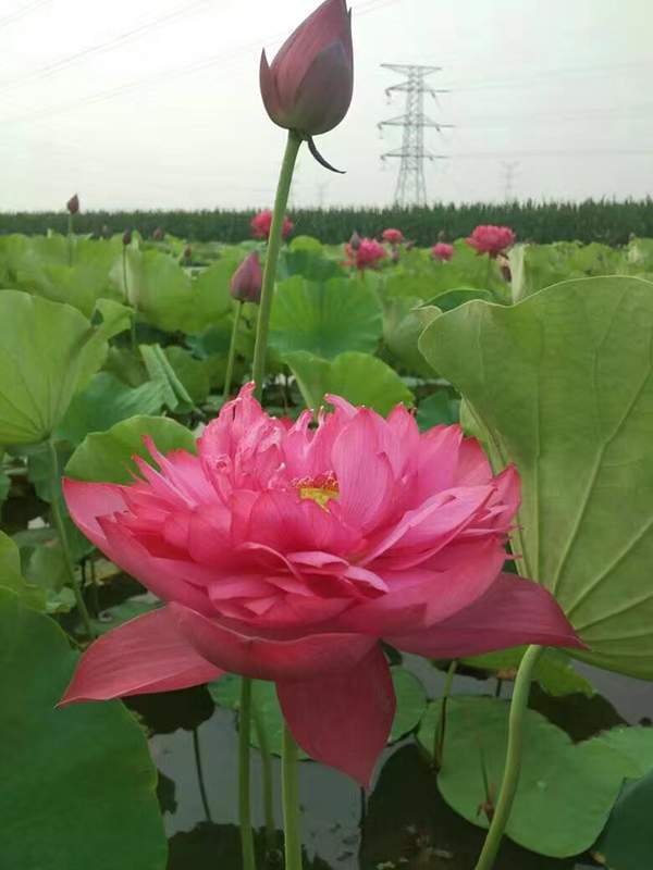 荷花種植基地實拍優質品種類