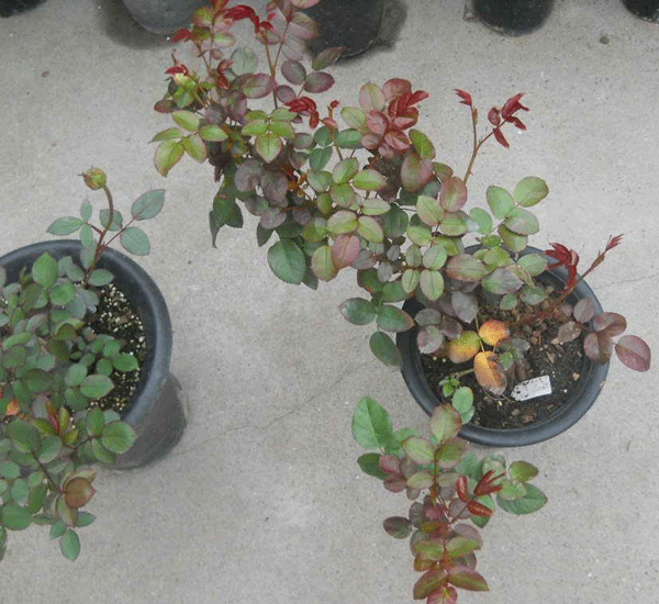 歐月品種照片