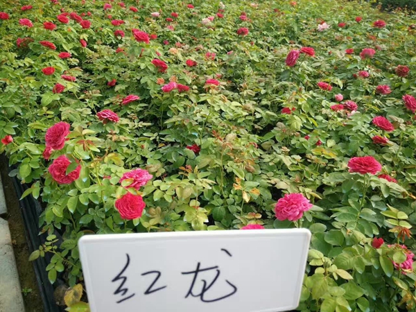 沭陽歐月基地