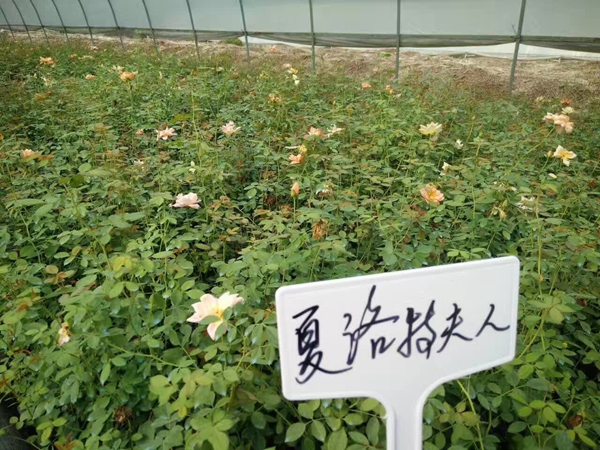 沭陽歐月基地