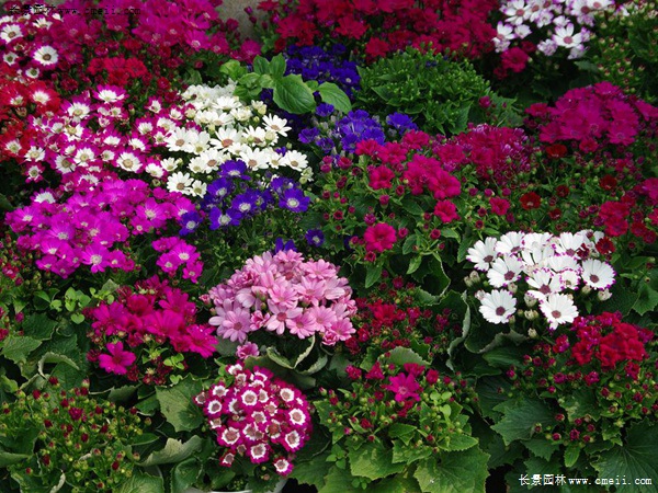 瓜葉菊