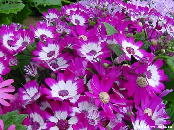 瓜葉菊
