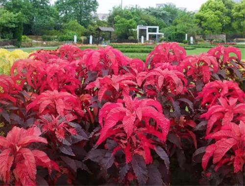 雁來紅