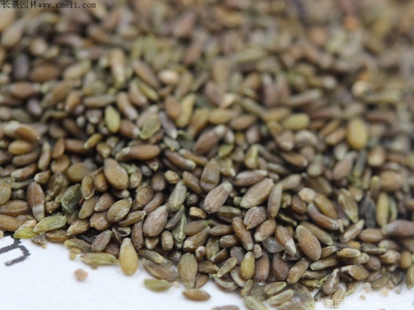 沙蒿種子 沙蒿種子