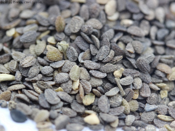 芝櫻種子 芝櫻種子