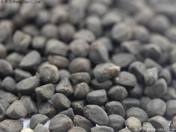 鶯羅種子 鶯羅種子