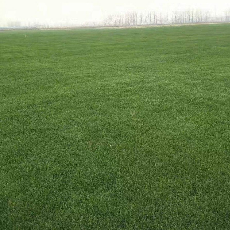 護(hù)坡多年生黑麥草