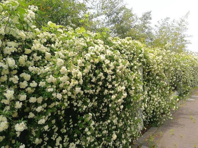 1634714677899128.jpeg 810a19d8bc3eb13565fa2948a86937d5fc1f4485.jpeg