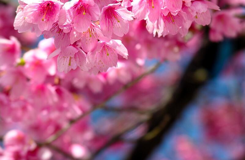 櫻花4.jpg