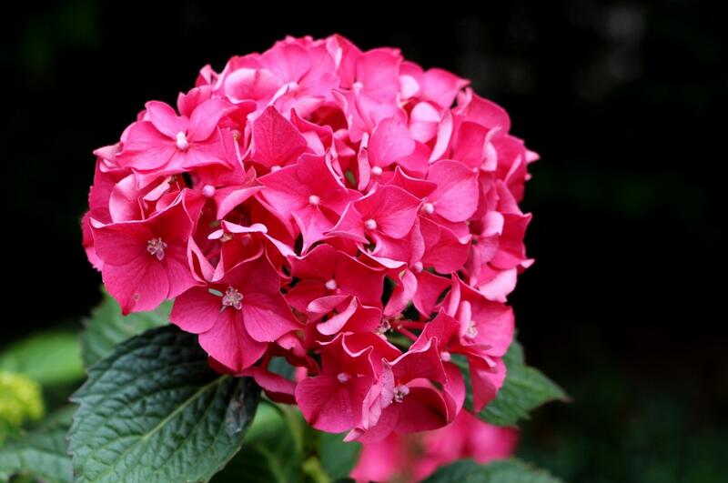 繡球花1.jpg