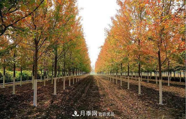 值得收藏！這些全國(guó)著名苗木產(chǎn)地你知道幾個(gè)？