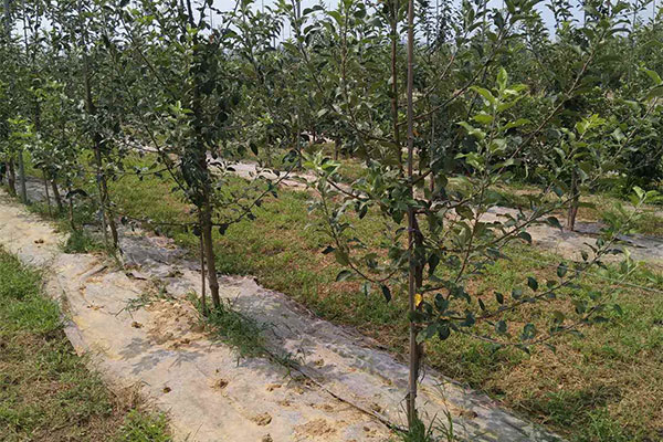 蘋果樹苗2.jpg