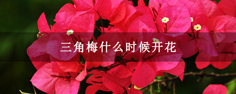 三角梅什么時候開花