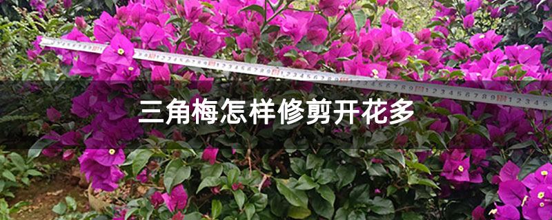 三角梅怎樣修剪開花多