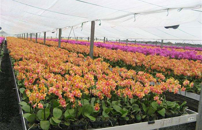 蝴蝶蘭的象征意義是什么?