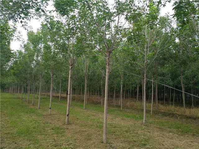 沭陽長景園林速生白蠟種植基地實(shí)拍圖片