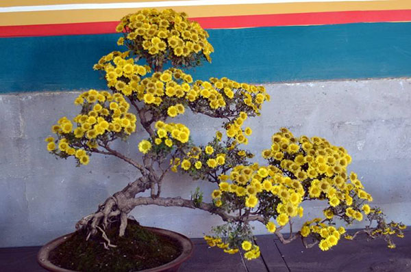 菊花盆景