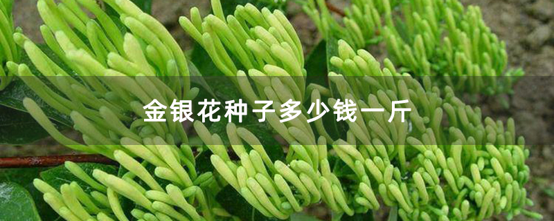 金銀花 金銀花