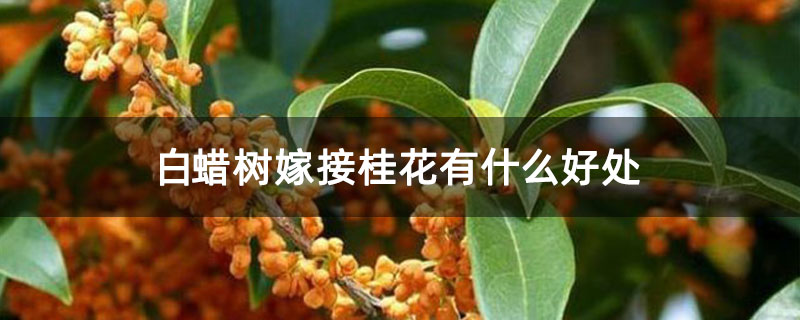 白蠟樹嫁接桂花有什么好處 白蠟樹嫁接桂花有什么好處