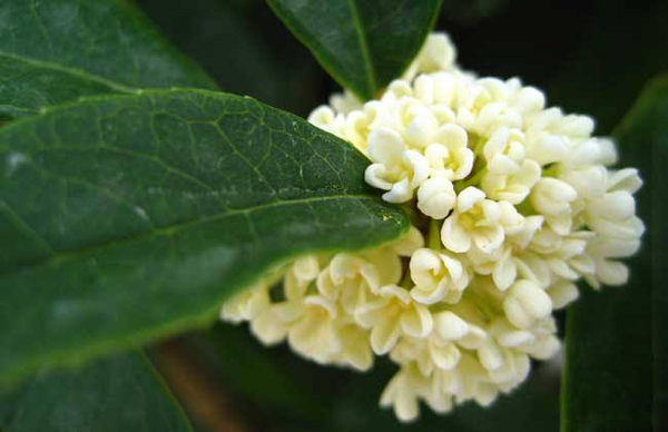 四季桂花樹