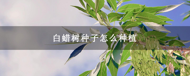 白蠟樹種子怎么種植 白蠟樹種子怎么種植