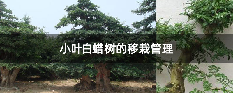 小葉白蠟樹的移栽管理