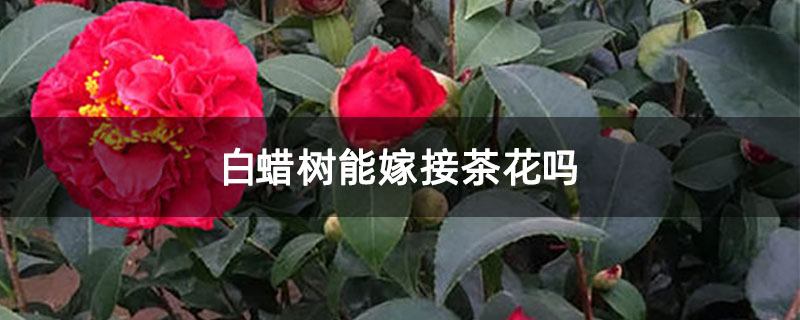 白蠟樹能嫁接茶花嗎