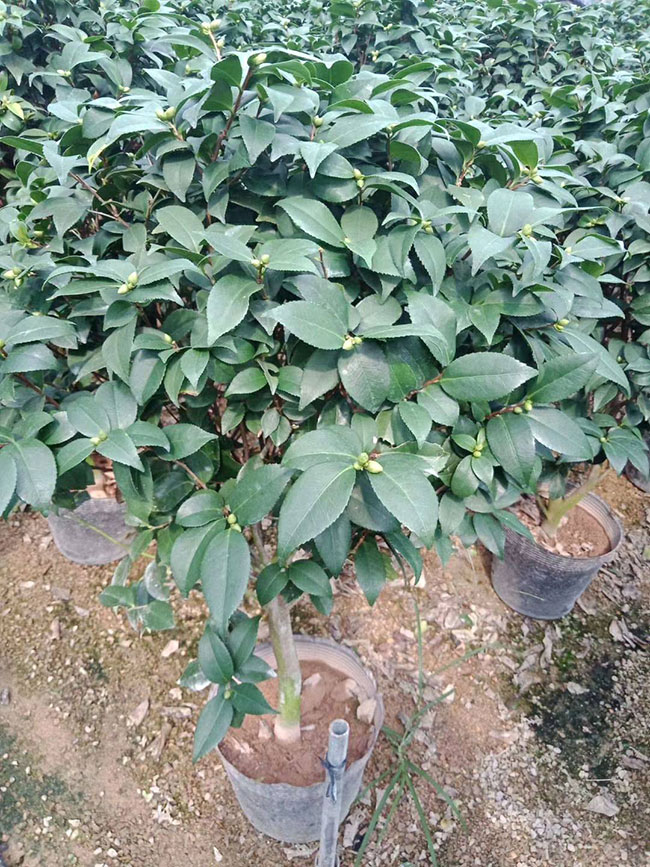 茶花多少錢一棵?2020山茶花苗價格行情