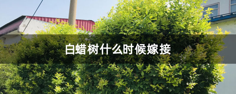 白蠟樹什么時候嫁接