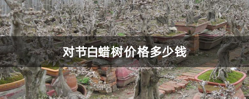 對(duì)節(jié)白蠟樹價(jià)格多少錢