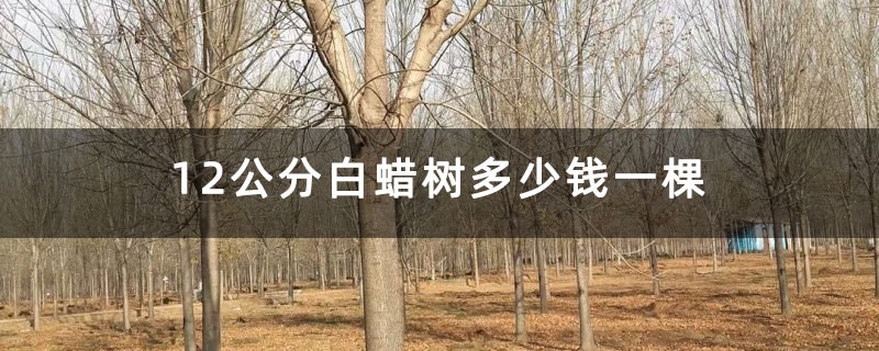 12公分白蠟樹多少錢一棵 12公分白蠟樹多少錢一棵