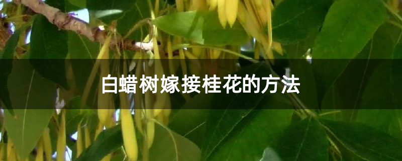 白蠟樹嫁接桂花的方法 白蠟樹嫁接桂花的方法