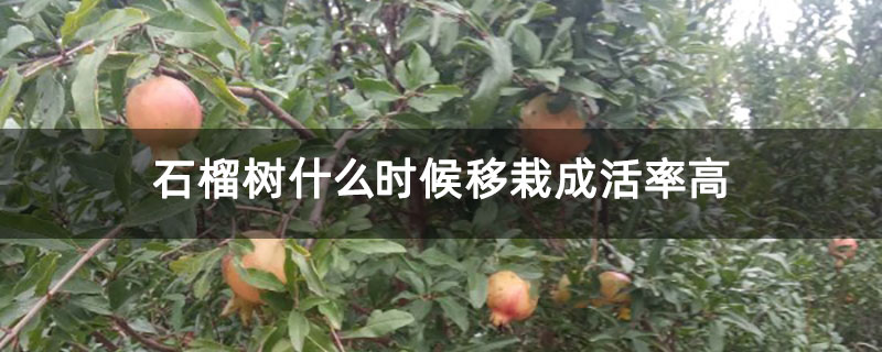 石榴樹什么時候移栽成活率高