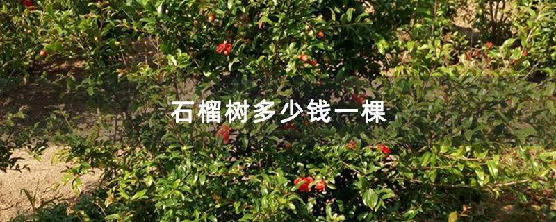 石榴樹多少錢一棵