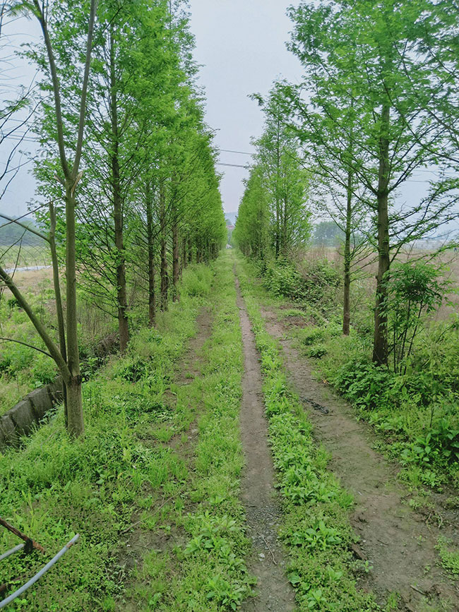 水杉樹