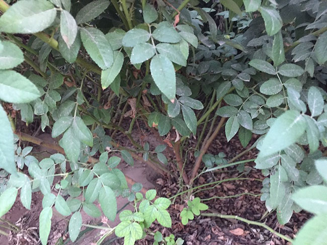 薔薇多少錢(qián)一棵?2020年薔薇價(jià)格最新價(jià)格