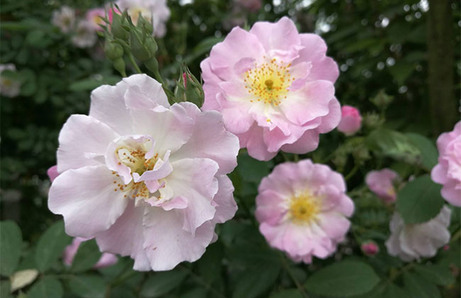 薔薇多少錢(qián)一棵?2020年薔薇價(jià)格最新價(jià)格