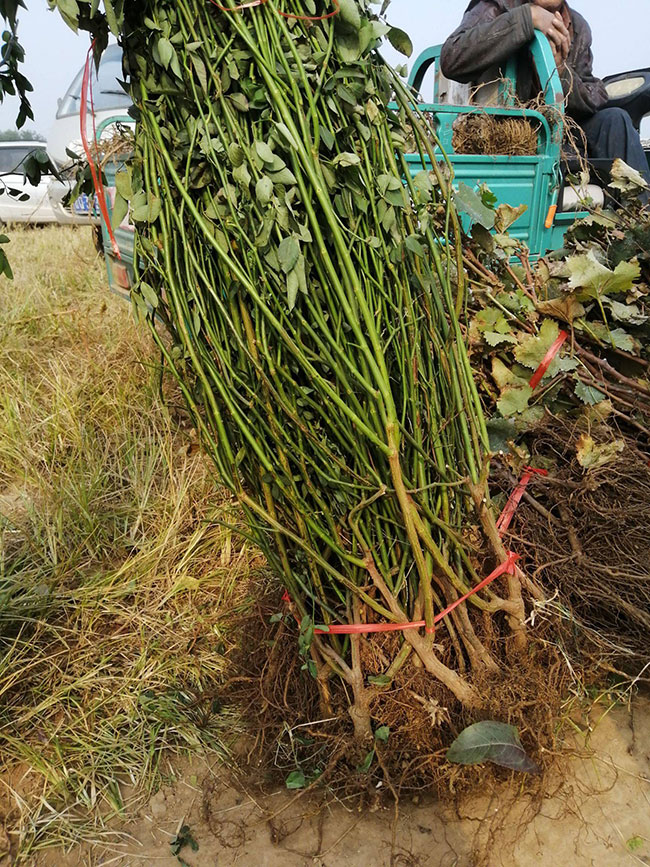 薔薇多少錢(qián)一棵?2020年薔薇價(jià)格最新價(jià)格