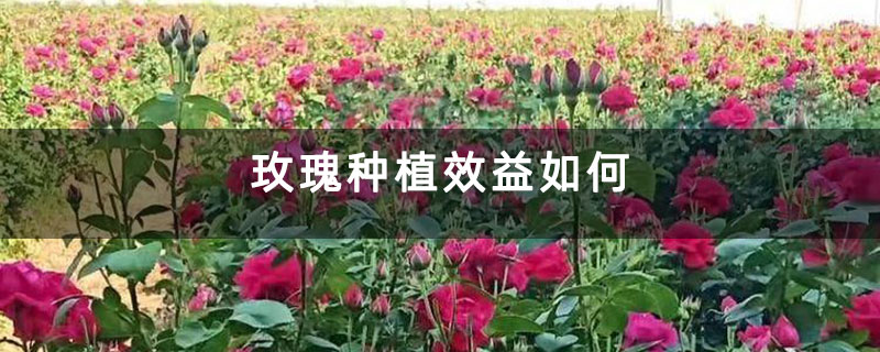 玫瑰種植效益如何