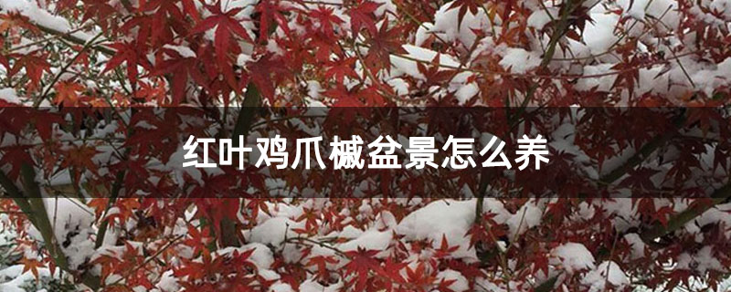 紅葉雞爪槭盆景怎么養 紅葉雞爪槭盆景怎么養