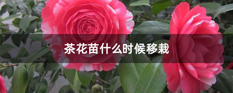 茶花苗什么時候移栽 茶花苗什么時候移栽