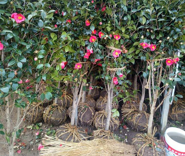茶花基地 茶花基地